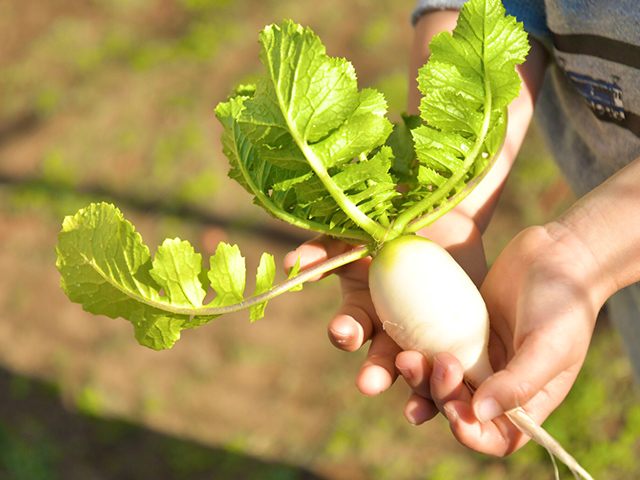 野菜の栽培